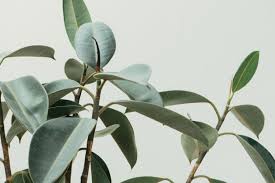We did not find results for: 17 Best Indoor Trees And Tropical Plants To Grow In Your House Architectural Digest