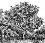 Image result for Schrebera trichoclada