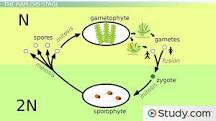 Image result for can you be allergic to moss