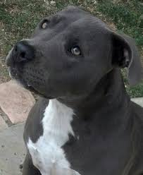 Blue American Bully Pitbull Terrier Dog Breeds Pitbull Dog