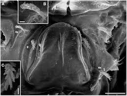 Image result for Athroisma gracile