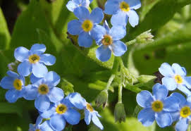Sorten einiger arten werden als zierpflanzen verwendet. Baumschule Eggert Blutenstraucher Baumschulen Heckenpflanzen Sumpf Vergissmeinnicht Myosotis Palustris Gibt Es Hier Gunstig In Unserem Online Shop