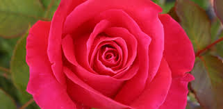 Several backgrounds of love roses. 3d Love Rose Live Wallpaper Apps On Google Play
