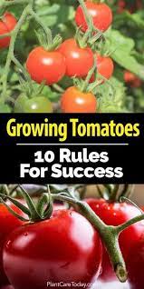 10 Reglas Para El Exito Con El Cultivo De Tomates Growing Rules Success Tomatoes Tips For Growing Tomatoes Growing Vegetables Growing Tomato Plants