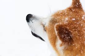 Check spelling or type a new query. My Akita Doesn T Listen To Me 7 Top Solutions Pet Igloo