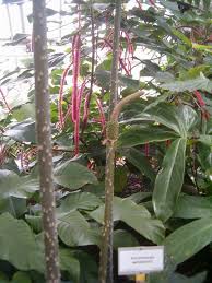 Image result for Anchomanes