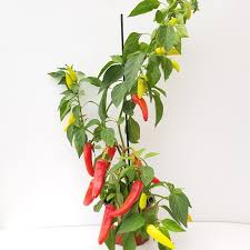 Compact plant yield nice amounts of sweet and spicy peppers. Hishtil Capsicum Hot Budafest Hungarian Yellow Wax Grafted