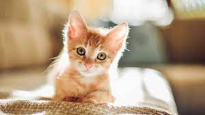 Cat kitten pet animal feline cute kitty portrait domestic cat kittens. Bringing Home A New Kitten Cat Advice Vets4pets