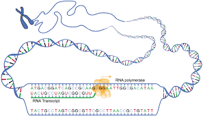 3 4 Protein Synthesis Anatomy Physiology