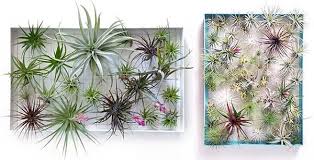 They are just the most adorable plants are they are of the easiest plants to care for too! 51 Most Amazing Air Plant Display Ideas Balcony Garden Web