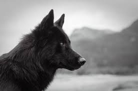 Alaskan Noble Companion Dog This Handsome Breed Was Created Primarily By Crossing Siberian Husky German Shepherd Siberian Husky Wolf Dog Siberian Husky Dog