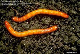 Grub worms or more specifically; Insect And Spider Identification Closed Orange Grub After Miracle Grow Garden Soil 1 By Grow Pittsburgh