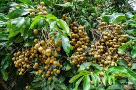 The longan tree (dimocarpus longan lour. Bunch Of Longan Fruit On Tree With Leaves Background Cluster Stock Photo Picture And Royalty Free Image Image 152929678