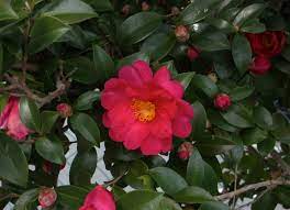 Sasanqua prefers to live in the subtropical areas. Camellia Sasanqua Sasanqua Camellia North Carolina Extension Gardener Plant Toolbox