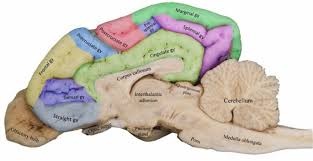 Image result for Brain Gyri