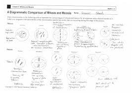 Do keep in mind that you must complete the drawing activities as. Cell Cycle And Mitosis Answer Key The Cell Cycle Worksheet Answer Key