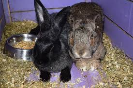 On the other hand, the bucks average 13 pounds in weight. Flemish Giant Rabbits As Pets A Complete Care Guide Pictures