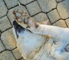 Training your dog to accept getting their nails trimmed How To Trim Your Dog S Nails And Avoid A Horror Show The Dog People By Rover Com