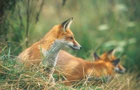 Feral cats have adapted well to the australian environment. Urban Fox Your Questions Answered The Wildlife Trust For Birmingham And The Black Country