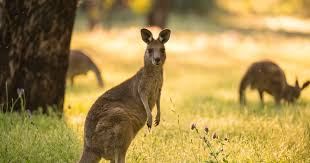 Canguros Invaden Ciudad De Australia En Busca De Alimento