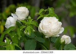 Beauty Soft White Creed Rose Yellow Stock Photo 2306611309