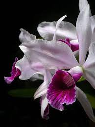 Pin On Pretty Flowers