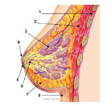 External intercostals internal intercostals rib lifters subcostals chest transverse. The Section Of Breast In Women 1 Ribs 2 Large Chest Muscle 3 Download Scientific Diagram