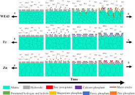 Maybe you would like to learn more about one of these? Effect Of Strain On Degradation Behaviors Of We43 Fe And Zn Wires Sciencedirect