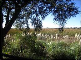 Memory And The Origins Of The Reserva Ecologica Costanera Sur In Buenos Aires Environment Society Portal