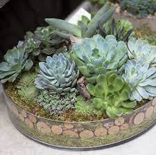 Indoor Outdoor Container Garden Arrangements Roger S Gardens Succulents Succulent Garden Indoor Succulents Indoor
