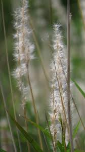 Image result for Bothriochloa