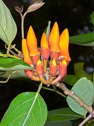 Image result for Erythrina fusca
