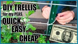 Check out to learn how to build it. Diy Pea Trellis For 20 Quick Easy Cheap Youtube