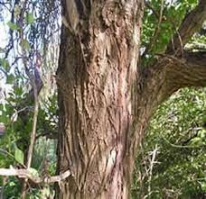 Check spelling or type a new query. Weeping Willow