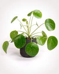 Pilea Peperomioides Chinese Money Plant In 2021 Chinese Money Plant Plant Decor Plants