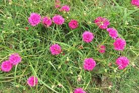 Tutte le nostre piante di portulaca oleracea vengono coltivate all'aria aperta, in ambiente soleggiato, con tecniche di coltivazione biologica, senza l'utilizzo di diserbanti, pesticidi, o concimi chimici. Piantine Di Portulaca Online 64 Rose Moss Ideas Portulaca Grandiflora Moss Rose