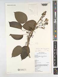 Image result for Mikaniopsis