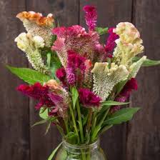 Image result for Celosia elegantissima