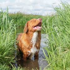 styx enjoying life to the fullest this toller is always happy it was hot and we just played fetch he needed to cool down and then he does this he could do