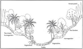 An agroforestry system will have more than one output, and its ecology and. Frontiers Organized Homegardens Contribute To Micronutrient Intakes And Dietary Diversity Of Rural Households In Sri Lanka Sustainable Food Systems