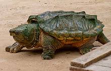 Alligator Snapping Turtle Wikipedia