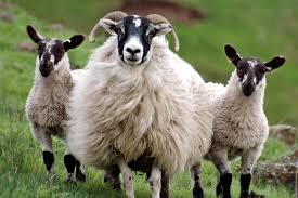 Find the perfect black faced sheep stock photo. The Blackface Sheep Breeders Association