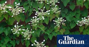 This particular climbing vine can grow up to 25m or more if allowed which makes it perfect for growing up and over structures that you have. Gardens Top 10 Climbers Life And Style The Guardian