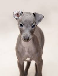 It may also be called the italian sighthound. Ultimate Guide To Caring For My Italian Greyhound Trudog