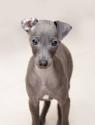 Our puppies are sold with ckc reg. Ultimate Guide To Caring For My Italian Greyhound Trudog