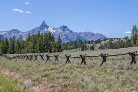 Looking for a plant you don't have to water much? Beartooth Highway Drive Wyoming Trans Americas Journey