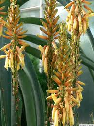 Image result for Aloe lutescens