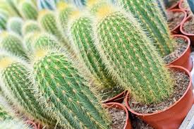 Maybe you would like to learn more about one of these? How To Prepare Soil For Cacti Harper S Nurseries