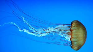 It is so venomous it will kill you within two minutes if you receive two metres or more tentacle contact. Australian Researchers Find Antidote For Deadly Box Jellyfish Sting