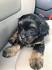Small Dogs for Sale - Small Dog Breeds for Sale | VIP Puppies